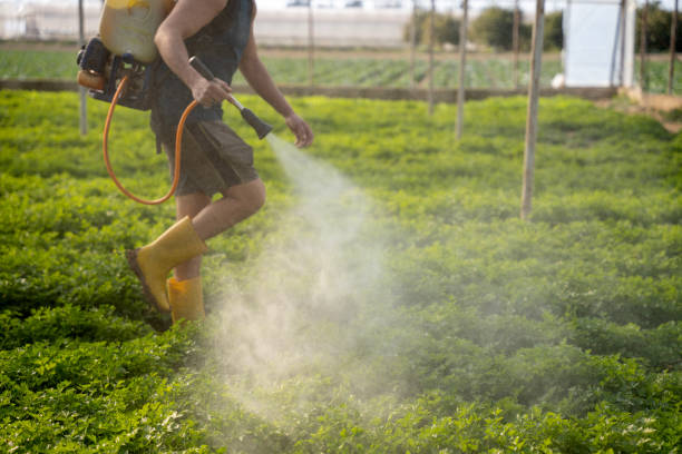 Best Mosquito Control Services  in Garden Ridge, TX