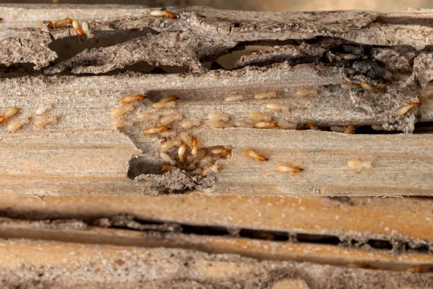 Garden Ridge, TX Pest Control Company
