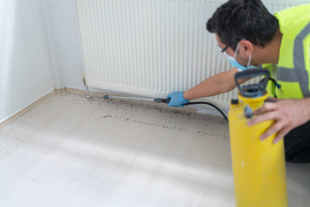 Best Flea Control Services  in Garden Ridge, TX