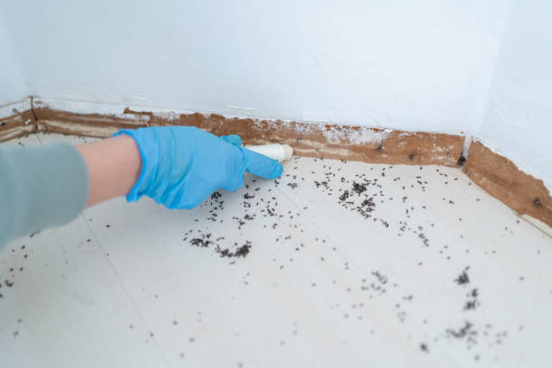 Best Termite Control Services  in Garden Ridge, TX